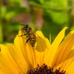 mid summer honey bee